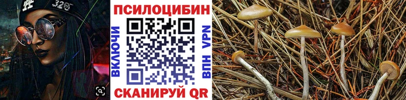 даркнет сайт  Билибино  Галлюциногенные грибы Psilocybe 